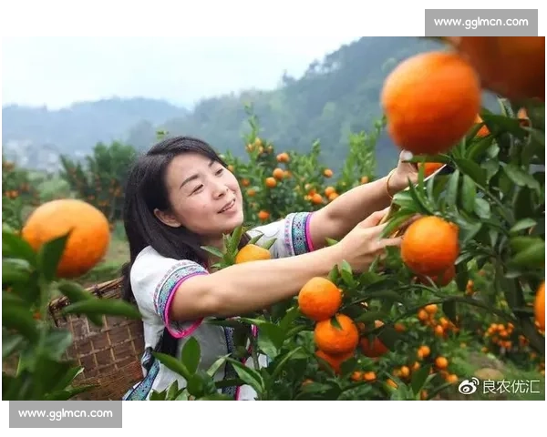 甜蜜对决谁是果王全国樱桃比赛开启夏日味蕾巅峰挑战盛宴火热来袭